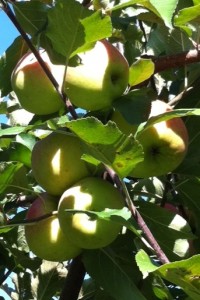 Äpfel_grün
